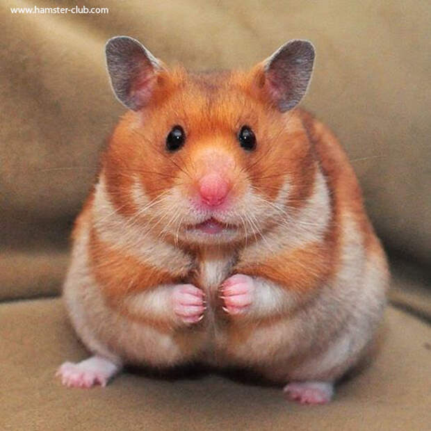 Hamster