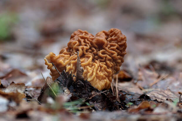 ПНИПУ: весенний ядовитый гриб строчок обыкновенный легко спутать со съедобным