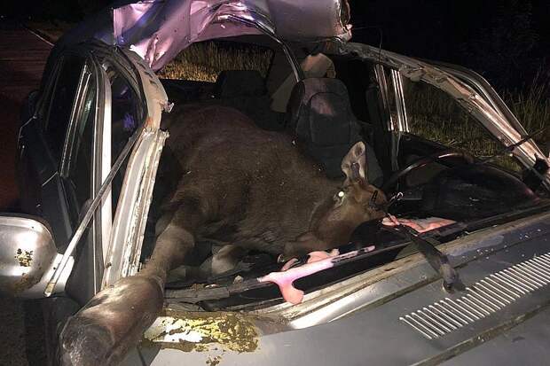 В Вологодской области мертвый лось полностью влетел в салон автомобиля