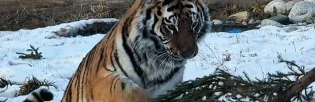 Алматинский зоопарк завершил акцию по сбору новогодних ёлок