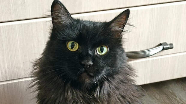 Кот не человек: священник объяснил, почему питомцам не подходят людские имена