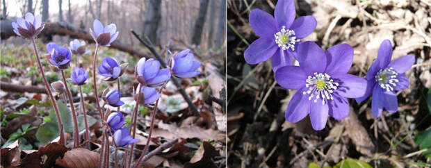 11 самых первых весенних цветов в саду  8 марта, весна, первые весенние цветы