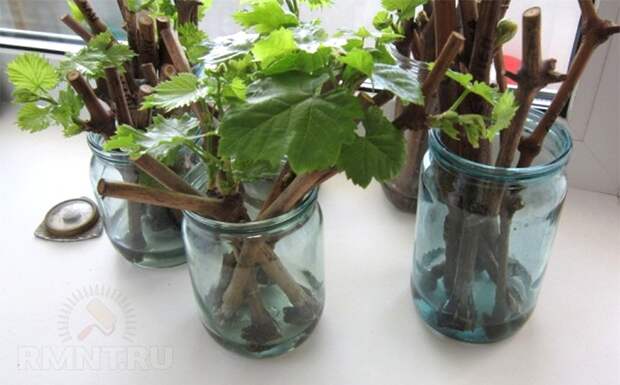 Умный виноградник: укоренение без проблем
