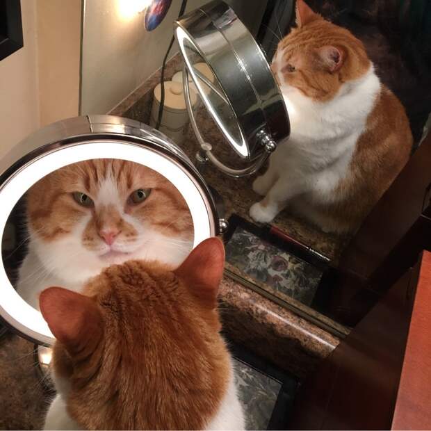 Без кота и жизнь не та