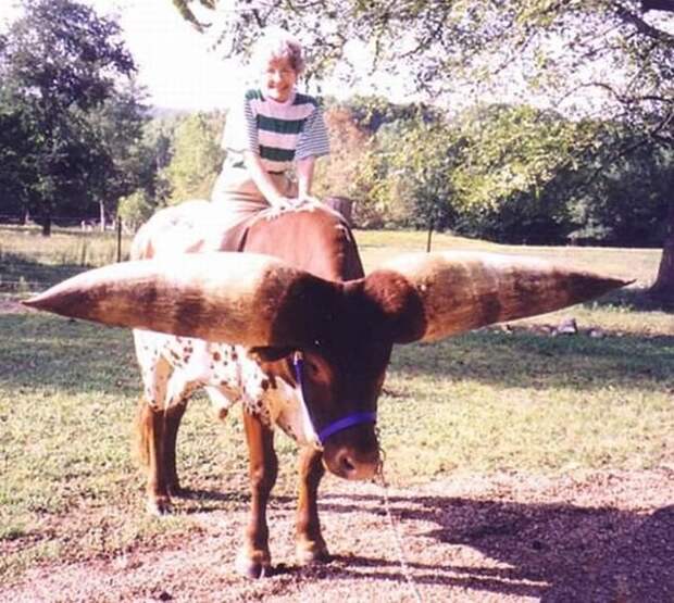 Watusi - бык с самыми большими рогами (8 фото) Watusi - бык с самыми большими рогами (8 фото)