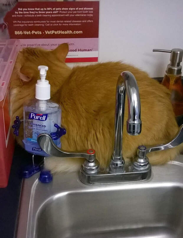 кошки которые думают что они хорошо спрятались