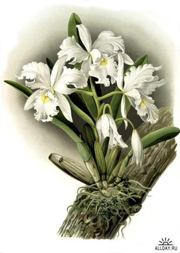 орхидея белая (355x500, 44Kb)
