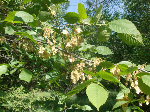 Вяз (15.07-25.07 и 12.01-24.01) гороскоп, дерево