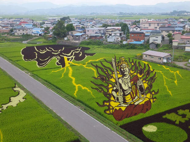 Рисовые поля в Японии 