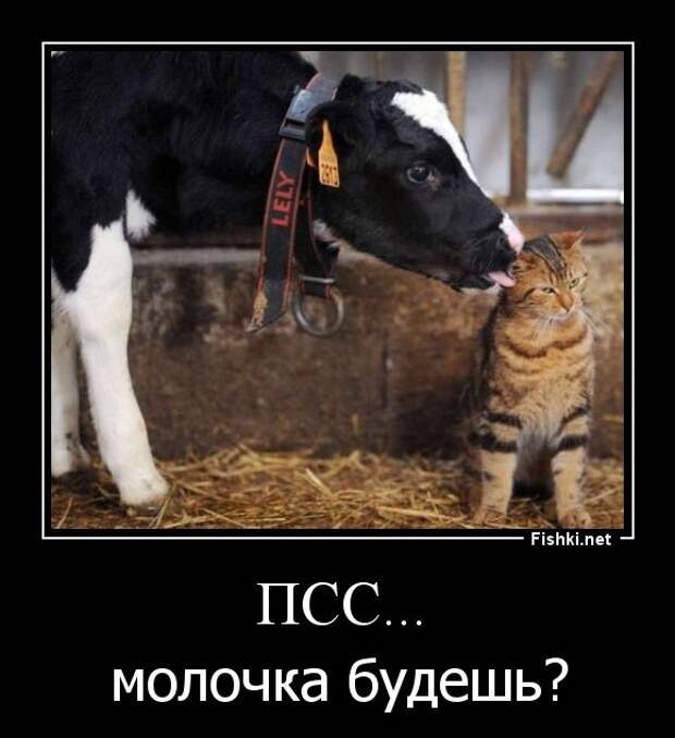Демотиваторы демотиваторы, прикол, смех, юмор