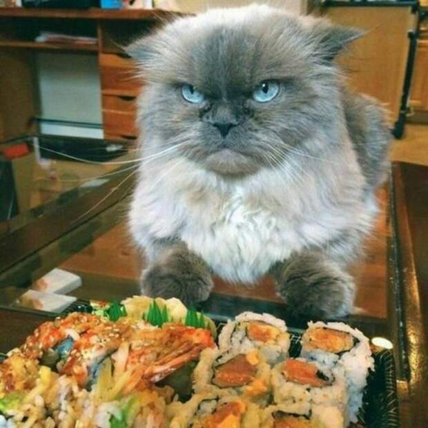 Субботний котопост коты, кошки, приколы с котами., смешные коты