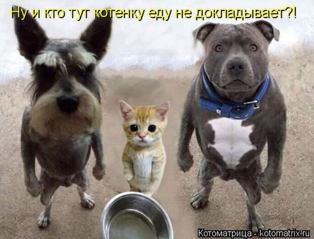 Лучшие котоматрицы недели