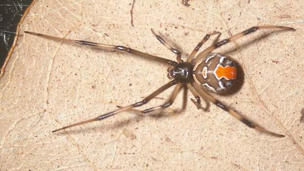 Красноспинный паук будьте осторожны, животные, опасно, опасности природы, пауки, познавательно, смертельный яд, ядовитые животные