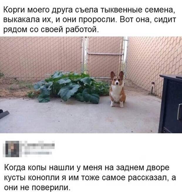 Прикольные картинки про семена