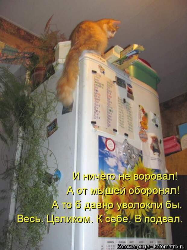 Лучшие котоматрицы недели (50 фото)