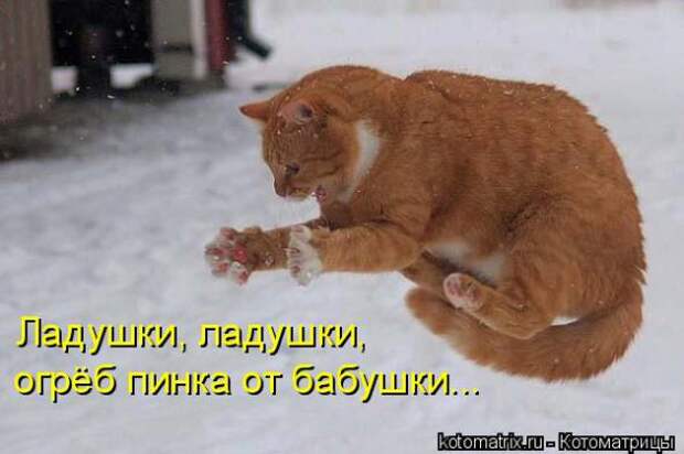 Подборка прикольных котоматриц