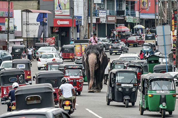 Погонщик едет на слоне среди уличного движения в Пилияндале, пригороде столицы Шри-Ланки, Коломбо