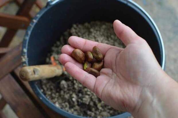 Выращивание мушмулы из семян
