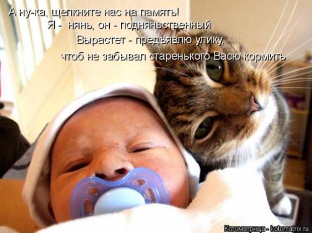 Новая котоматрица (29 фото)