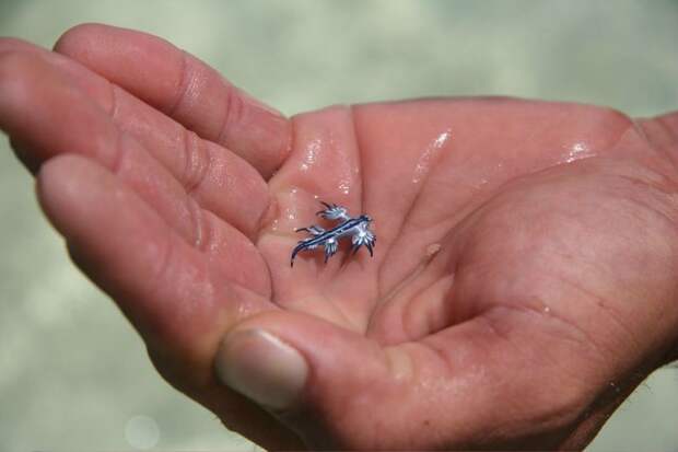 Голубой ангел (Glaucus atlanticus) (9 фото)