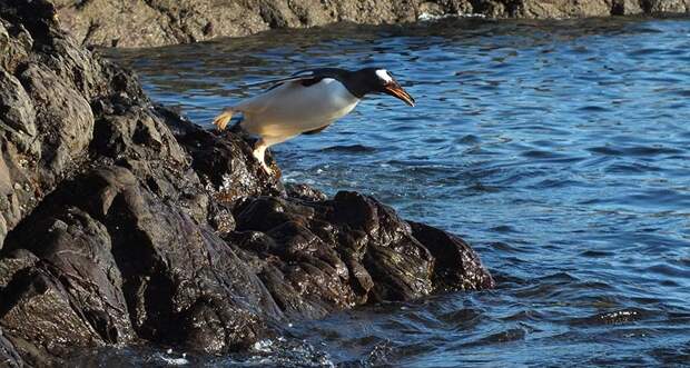 a gentoo penguin jumping into the ocean off a rocky outcropping