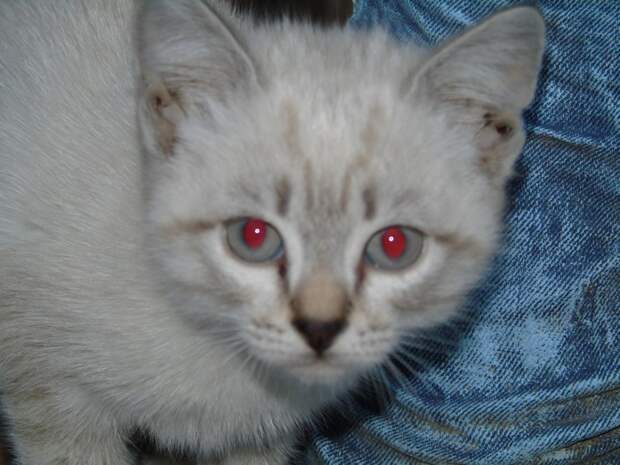 1.  животные, коты