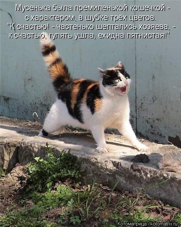 Лучшие котоматрицы недели (50 фото)