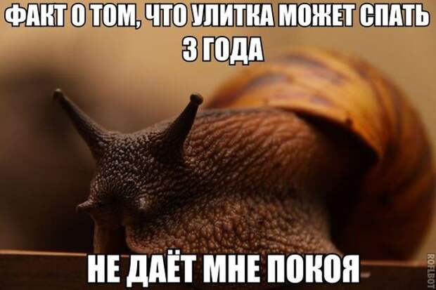 Картинки со смешными подписями картинки, прикол, юмор