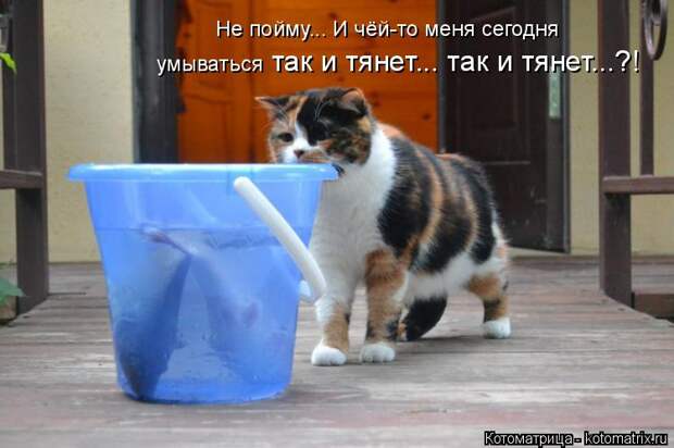 Котоматрица: так и тянет... так и тянет...?! Не пойму... И чёй-то меня сегодня умываться