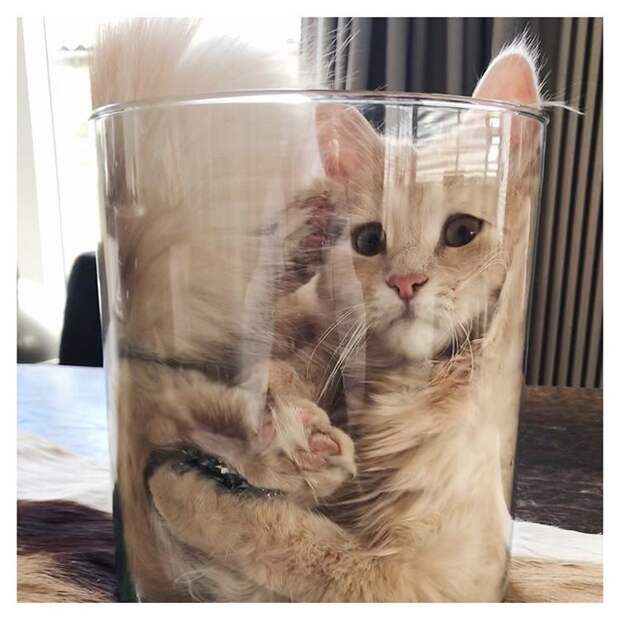20+ котеек, которые пренебрегают всеми известными законами физики