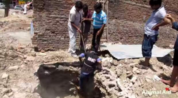 The Degree Of Difficulty This Guy Had to Go Through to Save a Terrified Dog Is Crazy