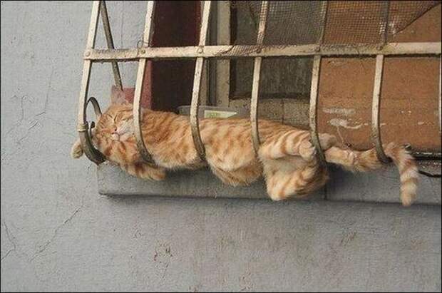 Приколы