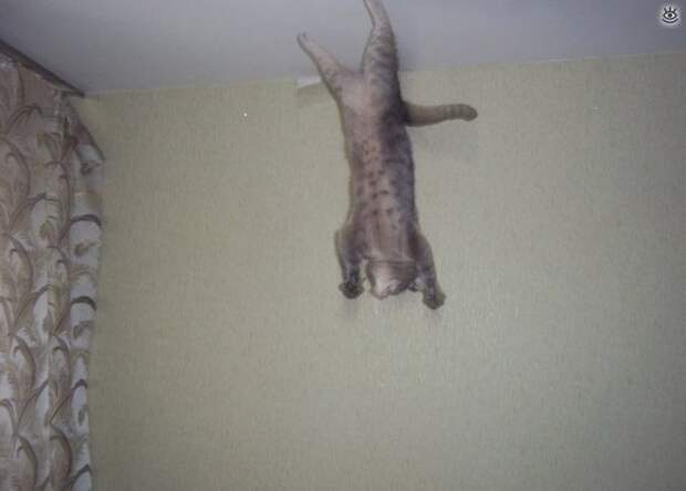 Коты, которых не берёт сила притяжения 7