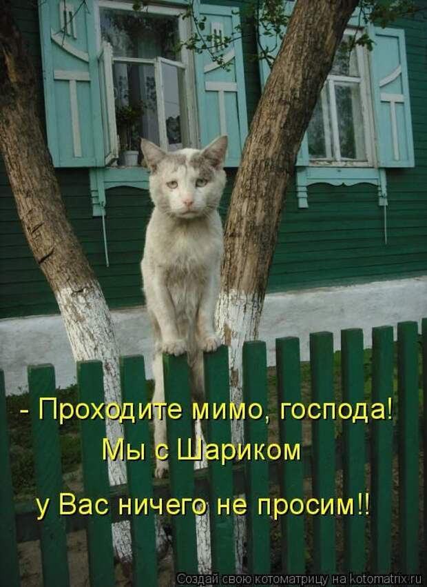 Лучшие котоматрицы недели