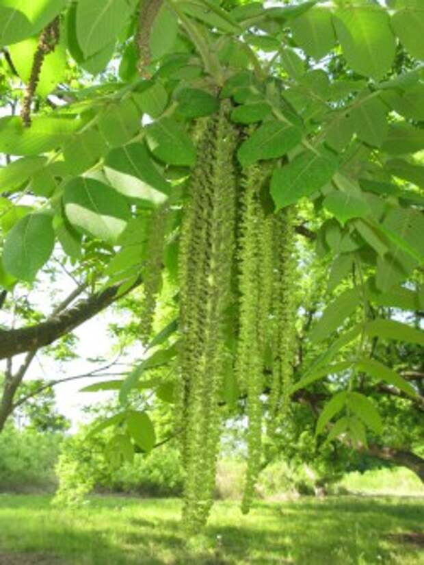 Мужские цветки (серёжки) ореха маньчжурского