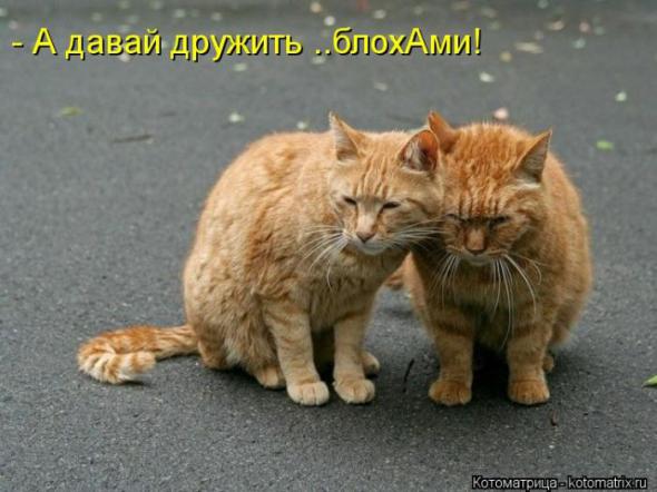 Котоматрицы (картинки с надписями)
