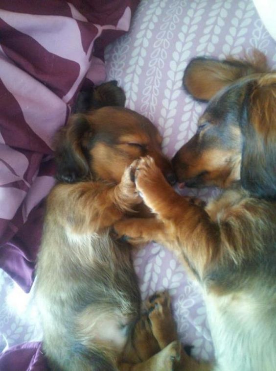 20 animals that damn sweet sleep: