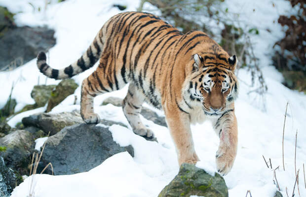 Амурский тигр внесен в Красную книгу РФ, а также в Красную книгу Международного союза охраны природы