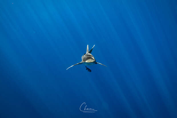 Shark Week by Chun Chau on 500px.com