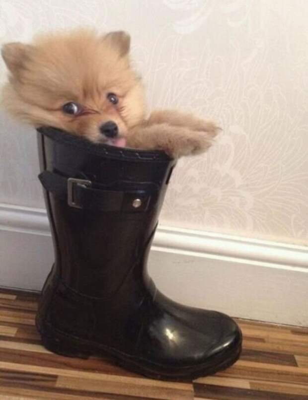 Жидкие собаки