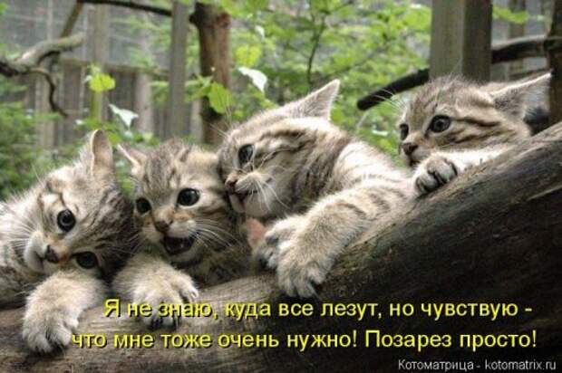 Новая котоматрица для всех (23 фото)
