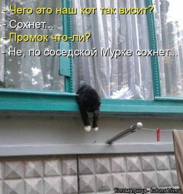 Прикольные котоматрицы. Весёлые коты