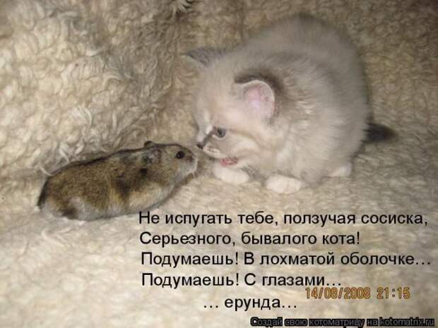 Лучшие котоматрицы недели