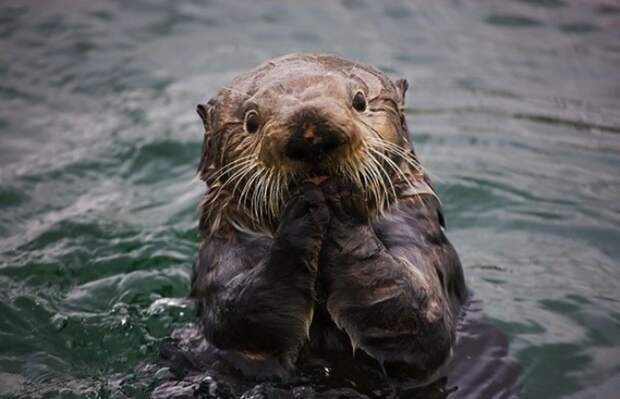 Funny-animals-with-muzzles-Agape-06