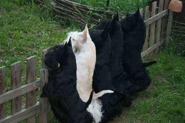 Скотчтерьер — это как вискарь, только терьер...