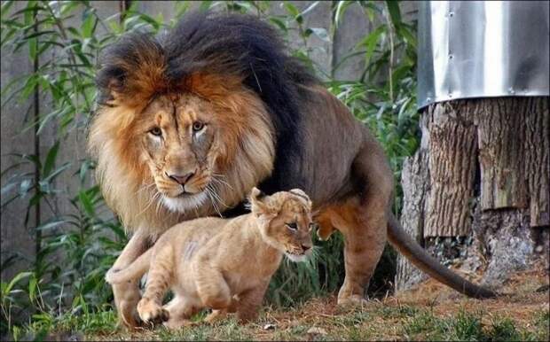 львиное семейство