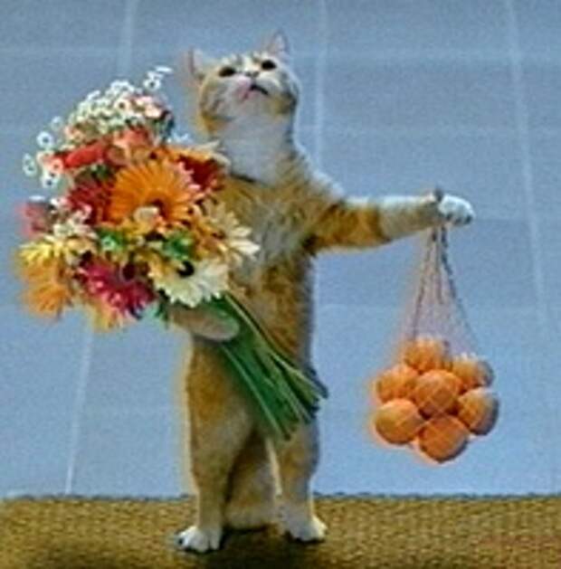 Кошки и Котята 82