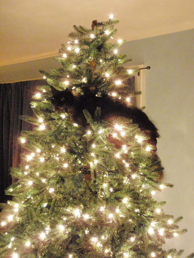 Котейки, которые помогают наряжать елку и делают Новый год незабываемым елка, животные, коты, новой год