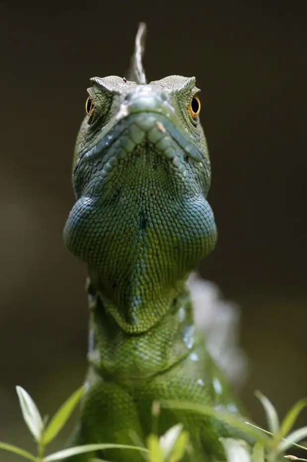 Серьезный подход к фотографированию. Игуана, Коста-Рика.  животные, жизнь, позитив, эмоции