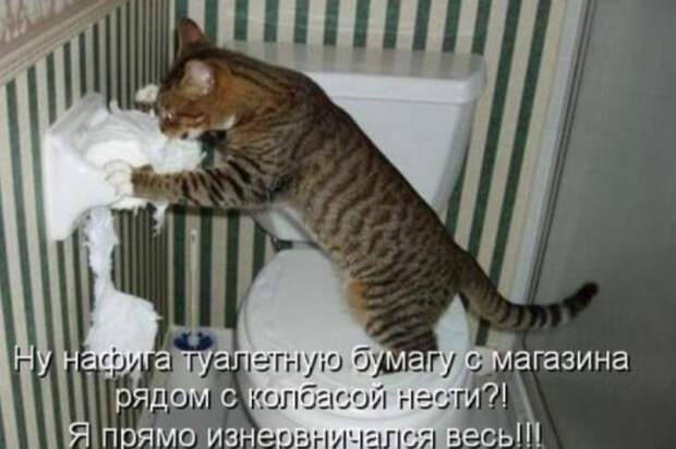 Кошачий фотопост! Кошачий фотопост! коты, юмор
